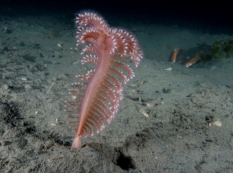 Sea pen – a soft bodied animal which lives in the mud – and a langoustine (background). Credit: Paul Naylor.