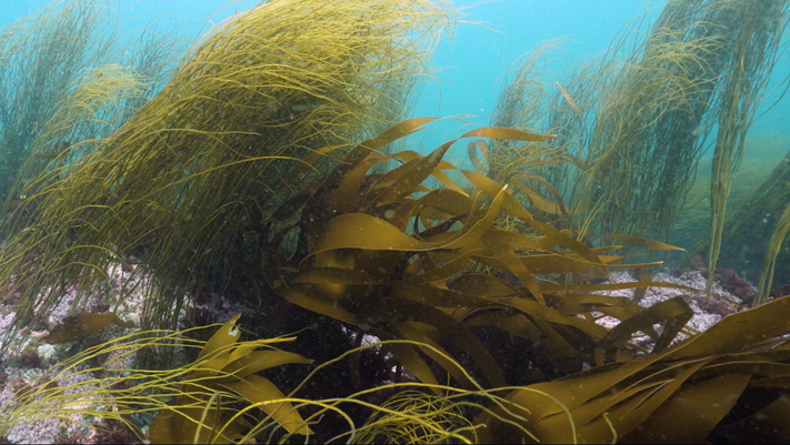 Image of seaweed on the seabed